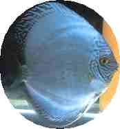 Brilliant Blue Sapphire Discus 2 inch Brilliant Blue Sapphire Discus 2 inch
